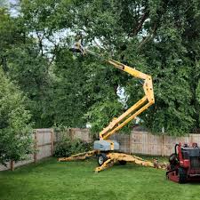 Best Tree Removal Services  in Myrtle Grove, NC